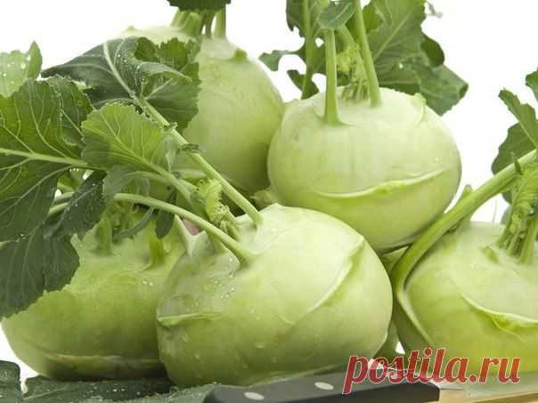 КОЛЬРАБИ. ВЫРАЩИВАНИЕ И УХОД