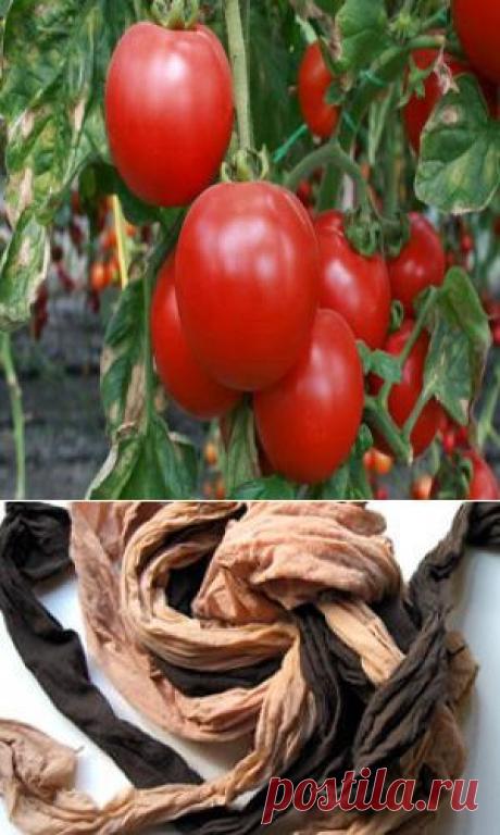 Ранние томаты без теплицы | Друг пенсионера