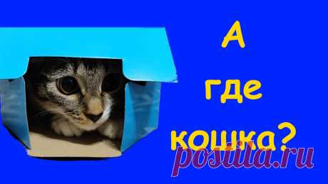 А где кошка? Кошка Нюша очень любит прятаться. Очередной квест &quot;найди кошку&quot; для хозяев от Нюши.