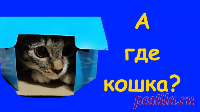 А где кошка? Кошка Нюша очень любит прятаться. Очередной квест "найди кошку" для хозяев от Нюши.