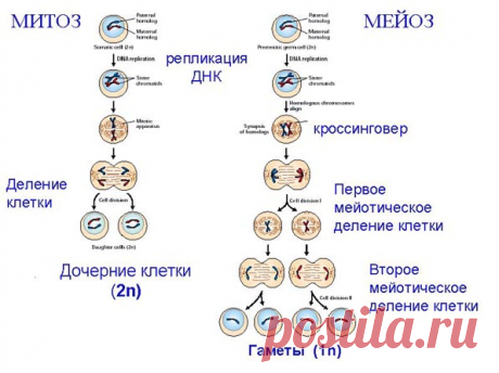 Сравнительная характеристика митоза и мейоза - подробная информация