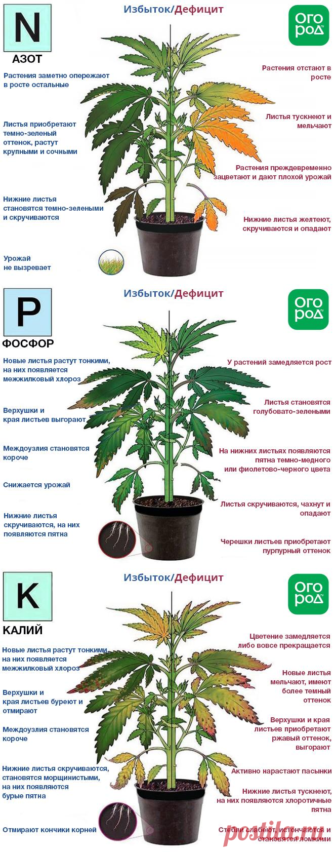 Азот, фосфор, калий – признаки недостатка и избытка у растений.