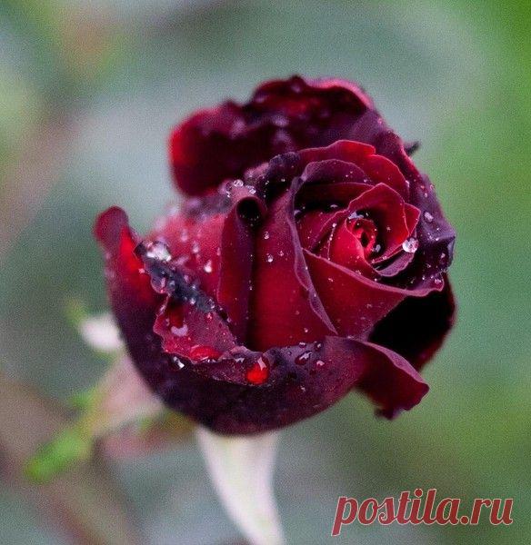 Розы и подарки друзей - после дождя