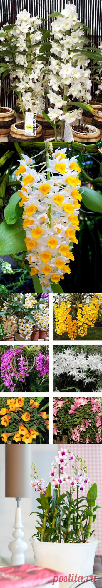 (96) Одноклассники