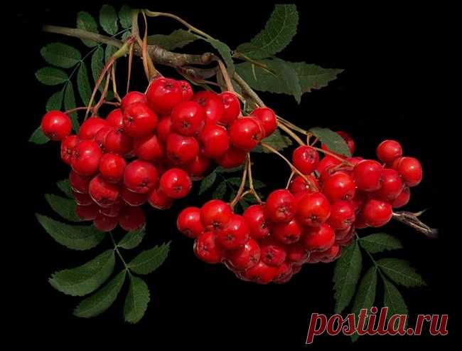 original.jpg (650×493)