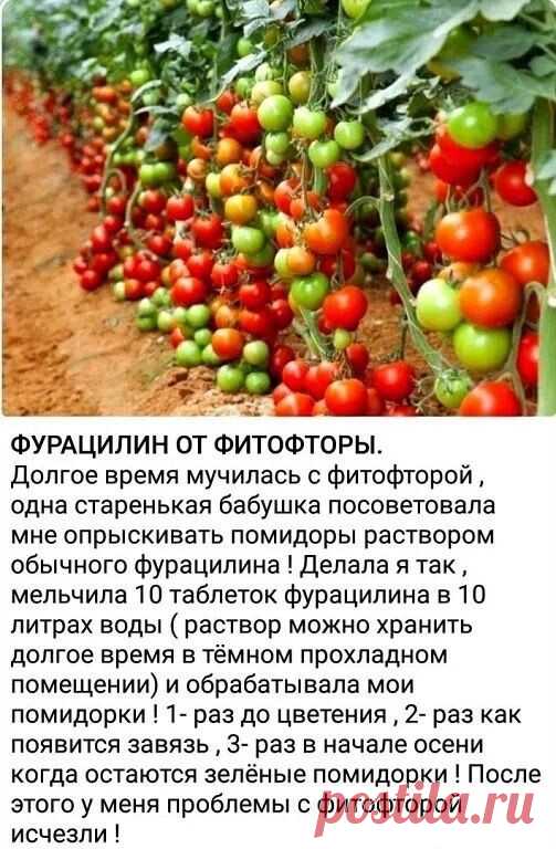 📌📌📌 |Фурацилин против фитофторы