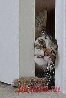 ....А счастье....упорно лезло ...в дом.....