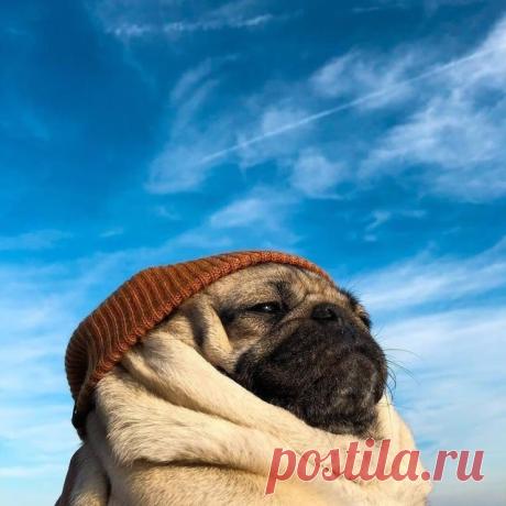Очаровательные мопсы / Питомцы