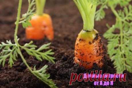 МАРГАНЦОВКА ДЛЯ МОРКОВКИ! 
Чтобы не привлечь морковную муху при прореживании моркови, нужно взять ведро воды и развести в нем 1 столовую ложку красного или черного молотого перца (хватит на 10 кв.м). Настаивать не нужно, лишь обрызгать морковь настоем перед прореживанием.
Если хотите получить урожай хорошей чистой моркови (без всякой гнили, заразы и т. д.) советую обязательно после второго прореживания в начале июля полить молодые растения водой (на ведро) с разведенной в ней марганцовкой (3 г