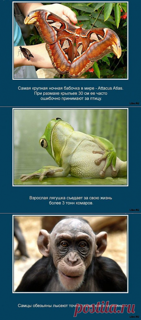 Знаете ли вы, что муравьи никогда не спят? Еще много других очень интересных фактов о животных в картинках.