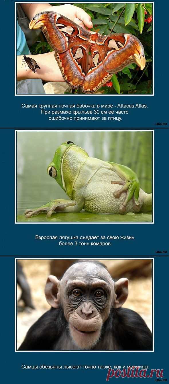 Знаете ли вы, что муравьи никогда не спят? Еще много других очень интересных фактов о животных в картинках.