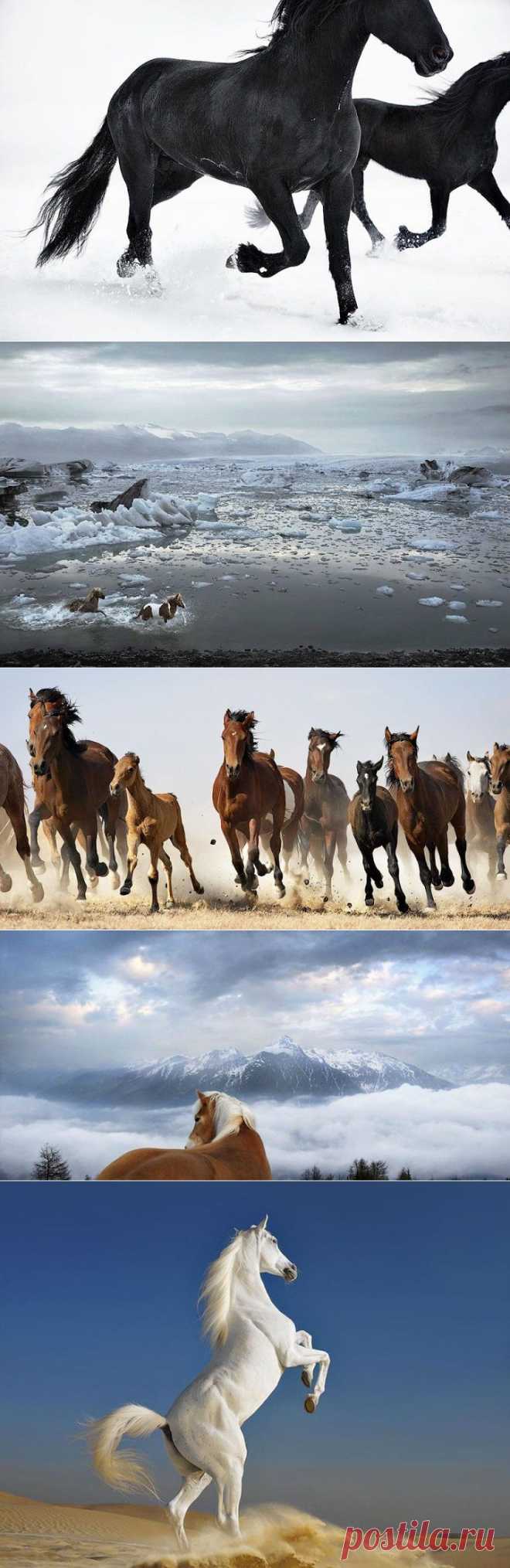 (+1) тема - Лошади. Грация и благородство | Наука и техника