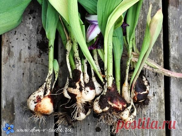 Выкопать луковицы тюльпанов. Когда выкапывают тюльпаны и как хранить. Когда выкапывают тюльпаны и как хранить. Когда выкапывают тюльпаны и как хранить. Выкопать луковицы тюльпанов.