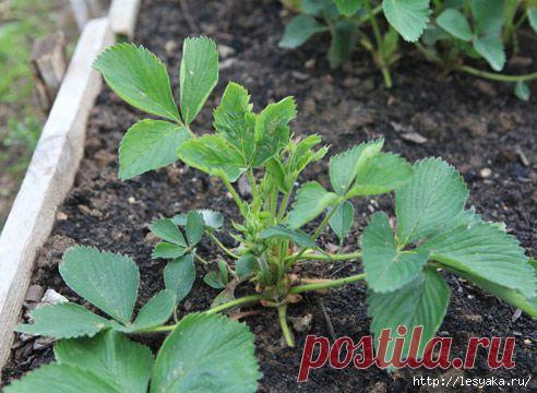 Почему не плодоносит клубника?Проблемы и решения.