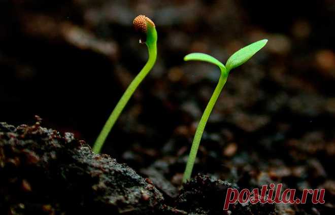 Календарь посадки рассады на 2019-й год