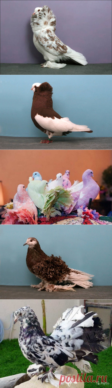 (27) Одноклассники