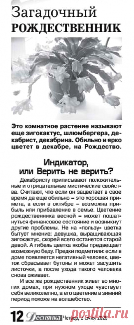 Приметы связанные с цветением декабриста