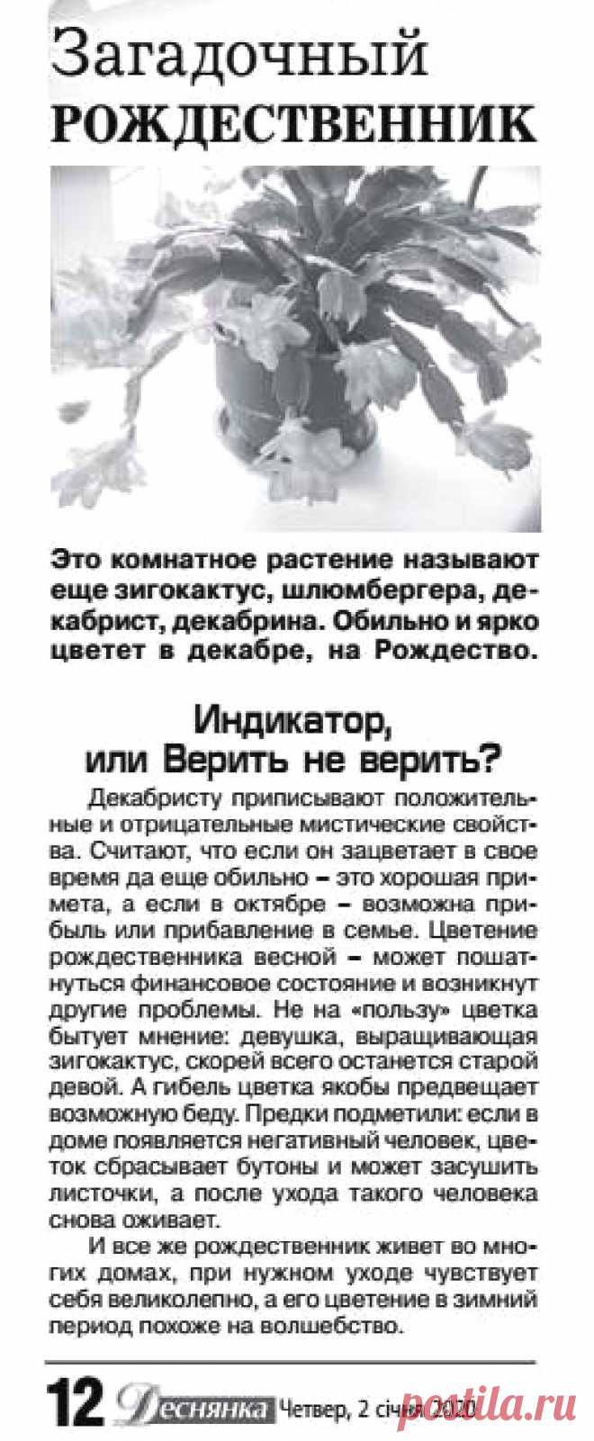 Приметы связанные с цветением декабриста