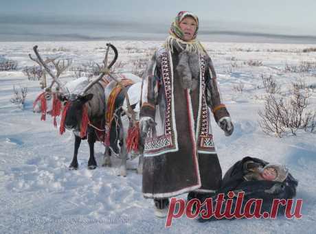 «Хозяева тундры». Автор фото: Влад Плотницкий.