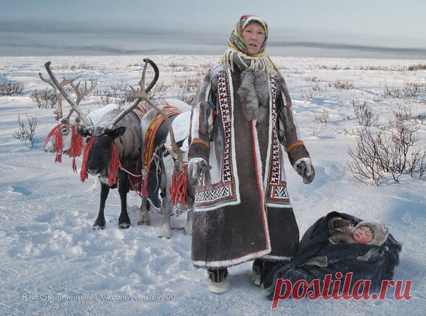 «Хозяева тундры». Автор фото: Влад Плотницкий.