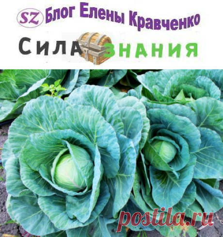 Когда убирать капусту на хранение с грядки на зиму