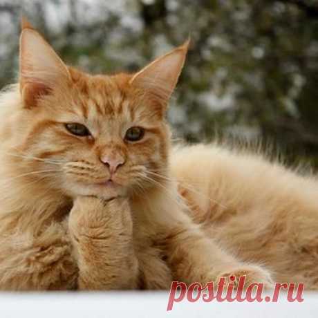 Pinterest: инструмент для поиска и хранения интересных идей