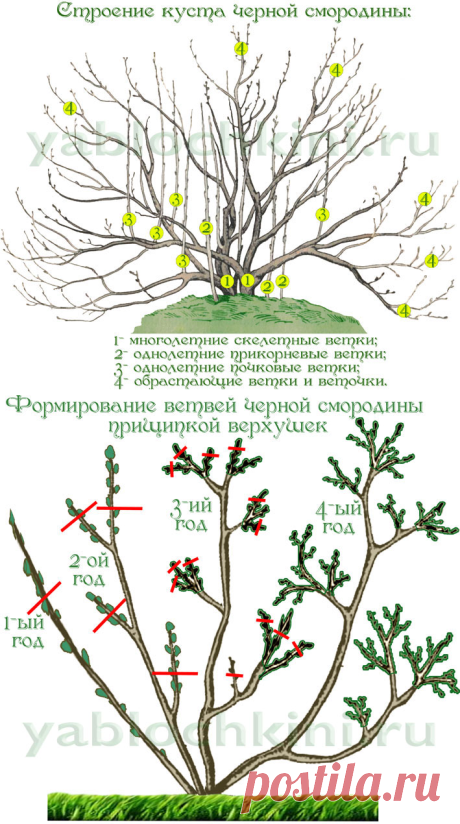 Обрезка смородины | | Дачный сайт семьи Яблочкиных