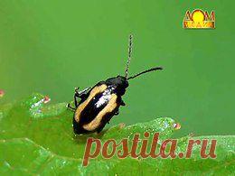 ВРЕДИТЕЛИ Садоводство. Вопросы и ответы онлайн