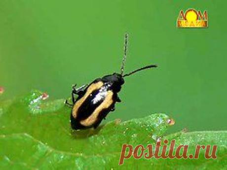 ВРЕДИТЕЛИ Садоводство. Вопросы и ответы онлайн