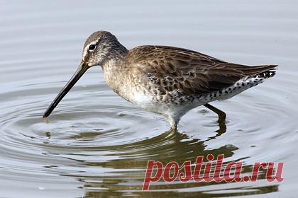 В Якутии из-за засухи начали гнездиться птицы из Средней Азии. В Якутии из-за засухи, которая наступила в Средней Азии, начал гнездиться бекасовидный веретенник. Об этом рассказал кандидат биологических наук, старший научный сотрудник института Евгений Шемякин. По данным российских ученых, птицы начали прилетать в республику еще с 2018 года.