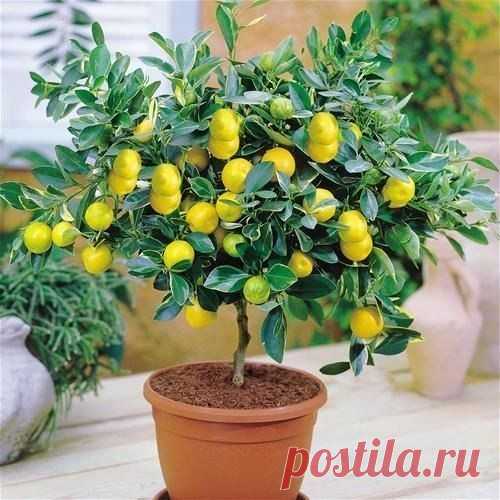 Идеи Handmade