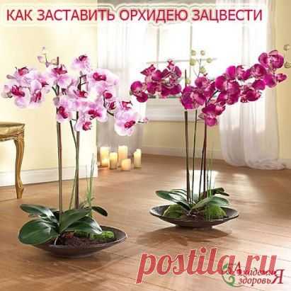 Как заставить Орхидею зацвести