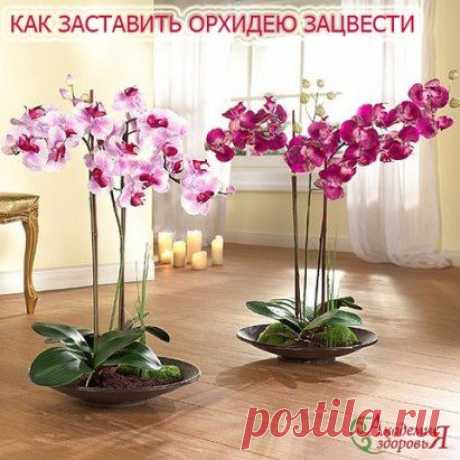 Как заставить Орхидею зацвести