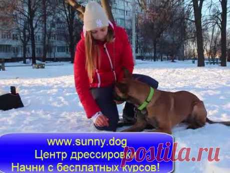 Как научить собаку команде - фу!  Как научить команде "нет" или "фу"!