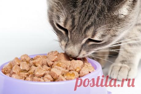 Как кота приучить к домашней еде