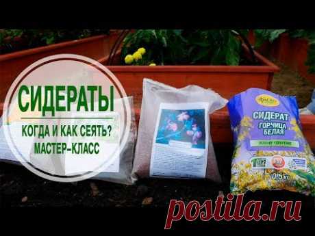 Когда и как сеять сидераты? 🌱 Мастер класс эксперта hitsadTV