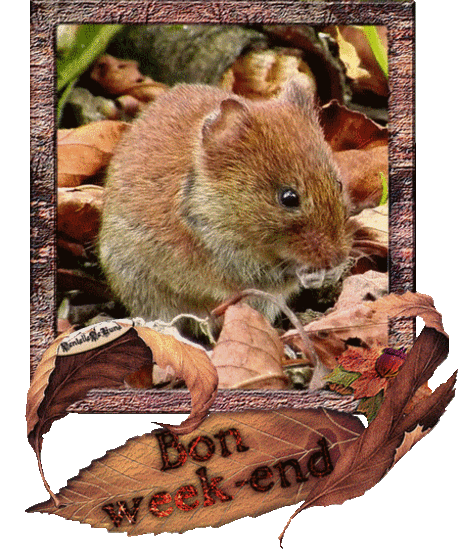 belles images animaux - Page 3