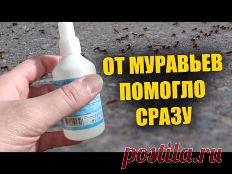 Муравьи не любят это! 2 капли и от муравьев и следа не останется! Избавит от муравьев без химии!