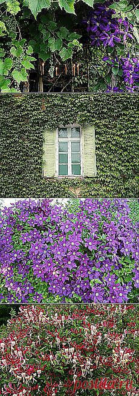 Снуд &quot;Icy Bushes&quot;. Обсуждение на LiveInternet -... и другие материалы. Новое в Вашей подборке на Постила.ru - lubanik-06@mail.ru - Почта Mail.Ru