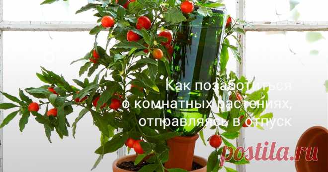 Современные решения с системами автополива (а также некоторые старые кустарные приемы) позаботятся о растениях, когда цветовод в отпуске. Как подготовить растения к разлуке, расскажем в статье.