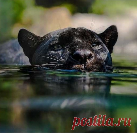 Большой кот или маленький кот, разницы нет вообще.