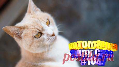 Любите смотреть приколы про кошек? Тогда мы уверены, Вам понравится наше видео 😍. Также на котомании Вас ждут: видео кот,видео кота,видео коте,видео котов,видео кошек,видео кошка,видео кошки,видео о котах, видео про кота, видео смешных кошек, котик, коты видео, кошка видео, прикол, приколы от кошек, прикольные кошки, самые смешные животные, смешное о кошках, смешные видео про кошки, смешные котики