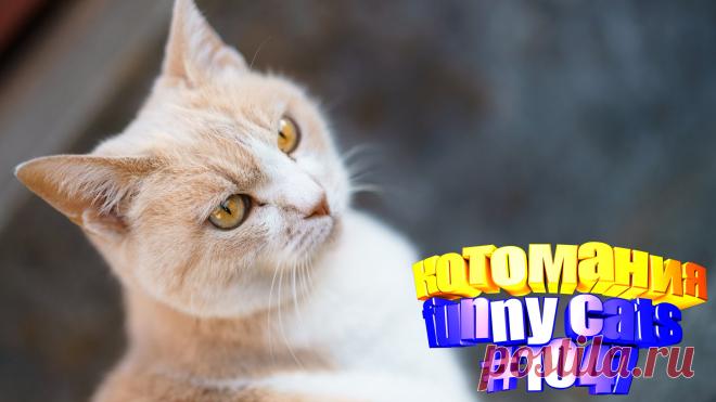 Любите смотреть приколы про кошек? Тогда мы уверены, Вам понравится наше видео 😍. Также на котомании Вас ждут: видео кот,видео кота,видео коте,видео котов,видео кошек,видео кошка,видео кошки,видео о котах, видео про кота, видео смешных кошек, котик, коты видео, кошка видео, прикол, приколы от кошек, прикольные кошки, самые смешные животные, смешное о кошках, смешные видео про кошки, смешные котики