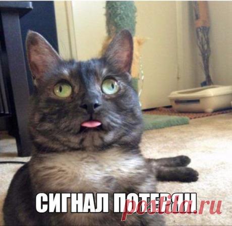 Смехотерапия. 30 приколов, чтобы отдохнуть / Писец - приколы интернета
