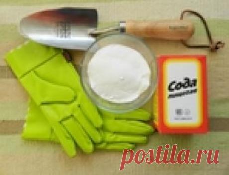 Пищевая сода для сада и огорода: 22 способа применения .