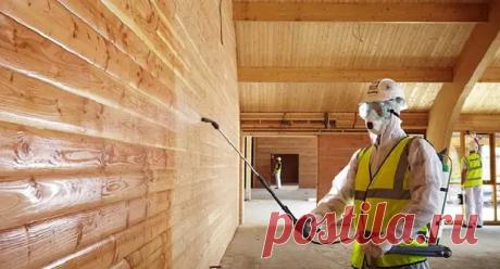 На первой стадии при поражении на древесине появляются грибы, питающиеся межклеточным соком древесины— Грибы поверхностной плесени. Они поселяются преимущественно на сырых бревнах, пиломатериалах, а также на различных загрязнениях древесины и живут на поверхности древесины. Появление налета плесени — один из первых признаков, свидетельствующих о нарушении условий хранения или эксплуатации древесины и изделий из нее. Обычно плесневые грибы вызывают зеленоватое окрашивание различных оттенков или п