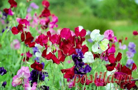 Вьющиеся цветы для дачи: названия и описания самых красивых видов