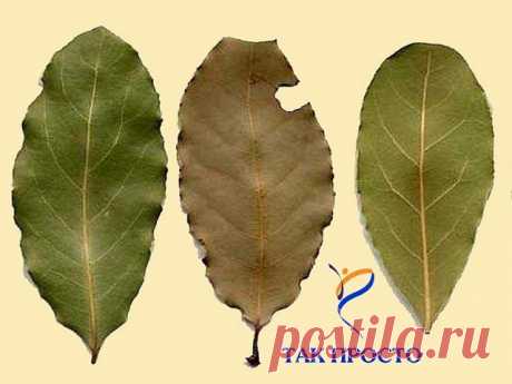 Она разложила сухие листья по всем углам дома. Узнав причину, я сразу сделал то же самое!