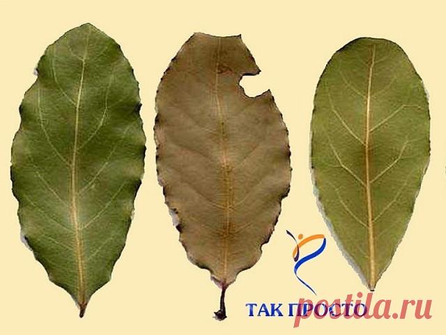 Она разложила сухие листья по всем углам дома. Узнав причину, я сразу сделал то же самое!