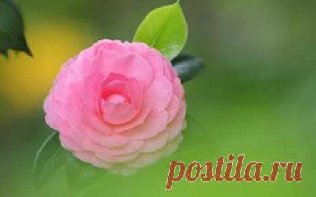 Цветы обои на рабочий стол - страница 15